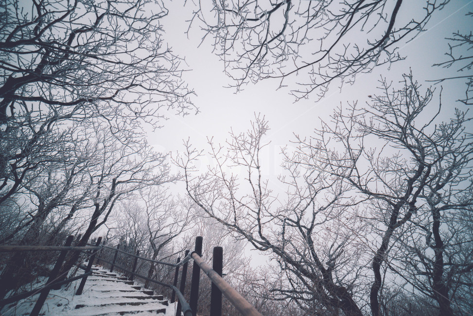 눈,snow,겨울,자연,winter,겨울,계절,winter,season