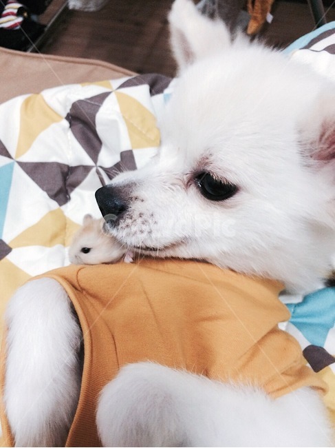 강아지,햄스터,동물,귀여운동물,동물친구,동물,animal,포유류,mammal,개,강아지,dog,doggy