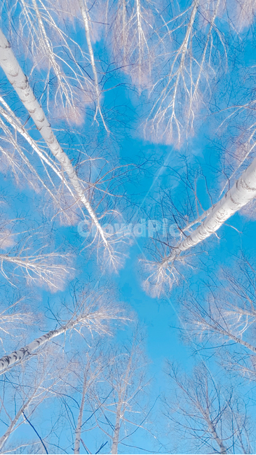 자작나무,겨울,하늘,나무,숲,계절,자연,nature,winter,감성,풍경,landscape
