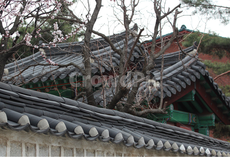 담장,꽃,한옥,벛꽃,담장너머,기와,봄,한국전통,한국문화,korean traditional,korean culture,건축물,건물외관,exterior,building,structure,architecture,construction