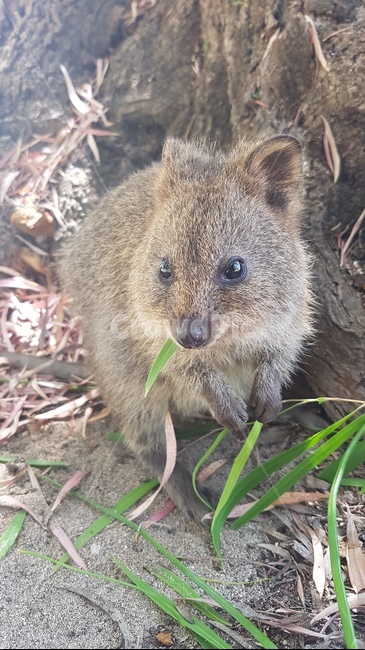 smiling,happy animals,australian animals,animal,Rottnest,australia,wild animals,quokka