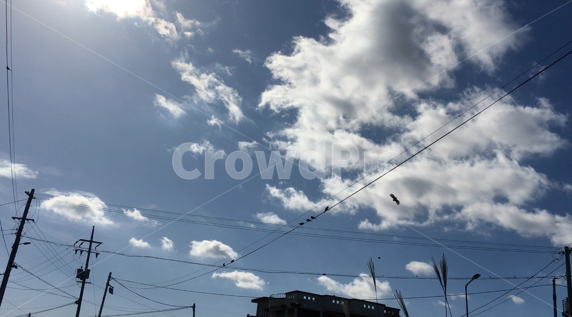 nature,자연,sky,참새,겨울,구름