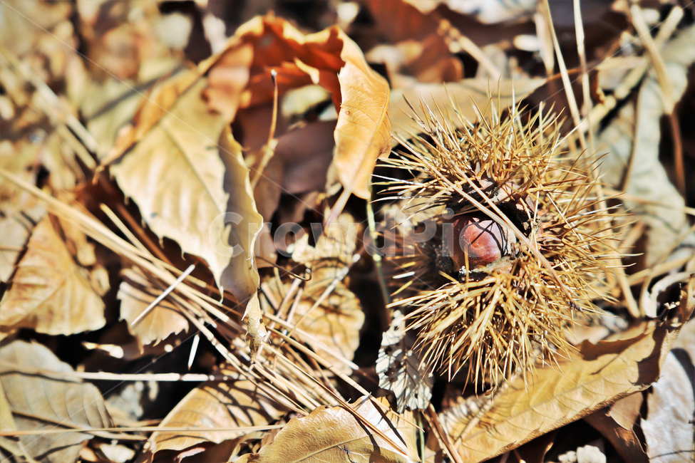 가을,겨울,밤,열매,낙엽,가을,계절,fall,autumn,season,plant,식물