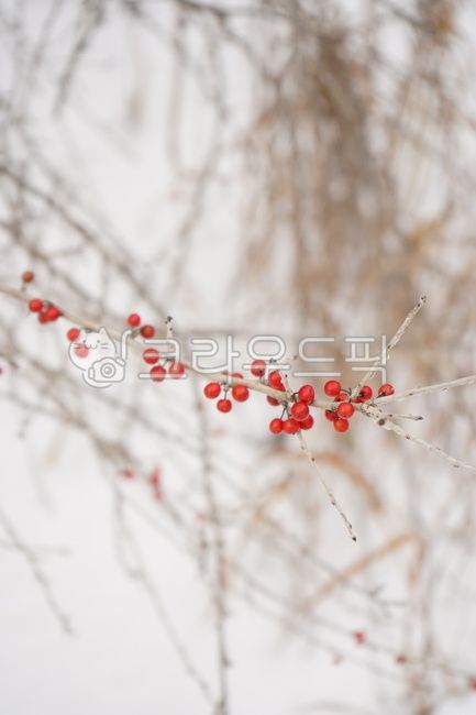 tree,열매,빨간열매,빨강열매,겨울,겨울열매,plant,식물,나무,낙상홍,겨울나무,winter,wintergarden,garden