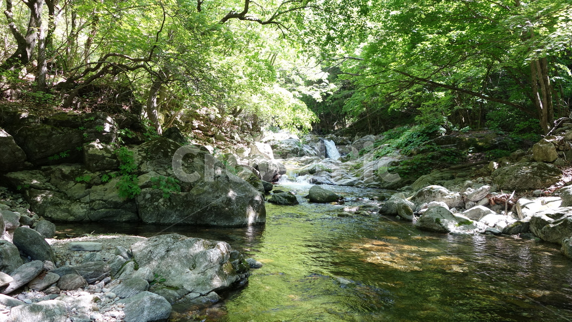 계곡,나무,바위,자연,식물,tree,자연,풍경,nature,landscape,water,물,outdoors,옥외,stream,흐름,creek,작은 만
