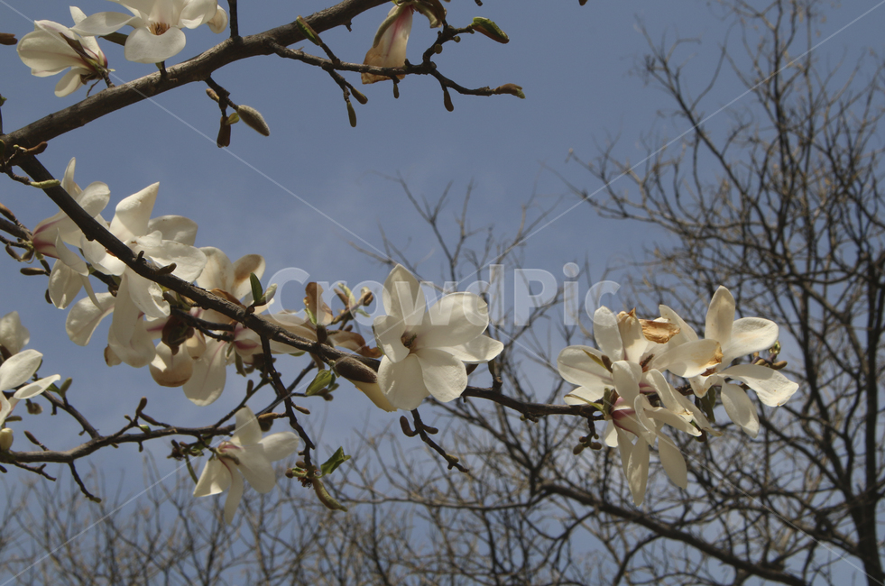 plant,식물,blossom,flower,꽃,spring,봄,봄꽃,흰꽃,하얀꽃,white,whiteflower,목련,백목련