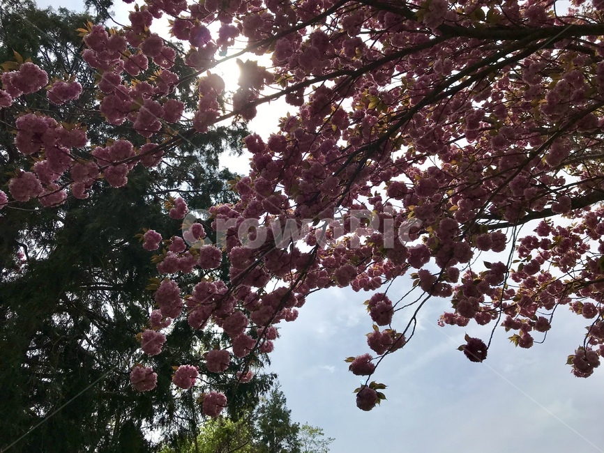 겹벚꽃,꽃,봄,벚꽃,제주