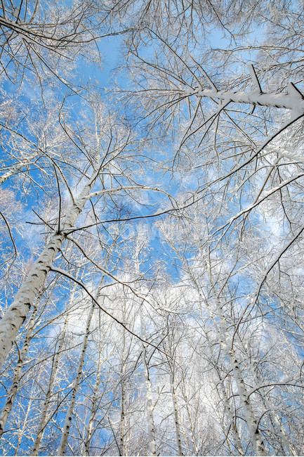 겨울숲,숲,겨울,자작나무,하늘,구름,sky,cloud,season,tree,나무,나무들,하얀색,white,snowy,snow,wood,grove,forest,cold,bright,clear,birch,자작나무숲,계절,나무숲,눈,겨울,계절,winter,season,자연,풍경,nature,landscape,식물,plants,나무,trees,wood,plant,outdoors,옥외