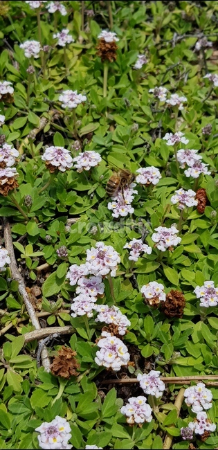 꽃,자연,식물,풀,들풀,들꽃,야생화,plants,nature,flower,배경,분홍,봄,여름,감성,꿀벌