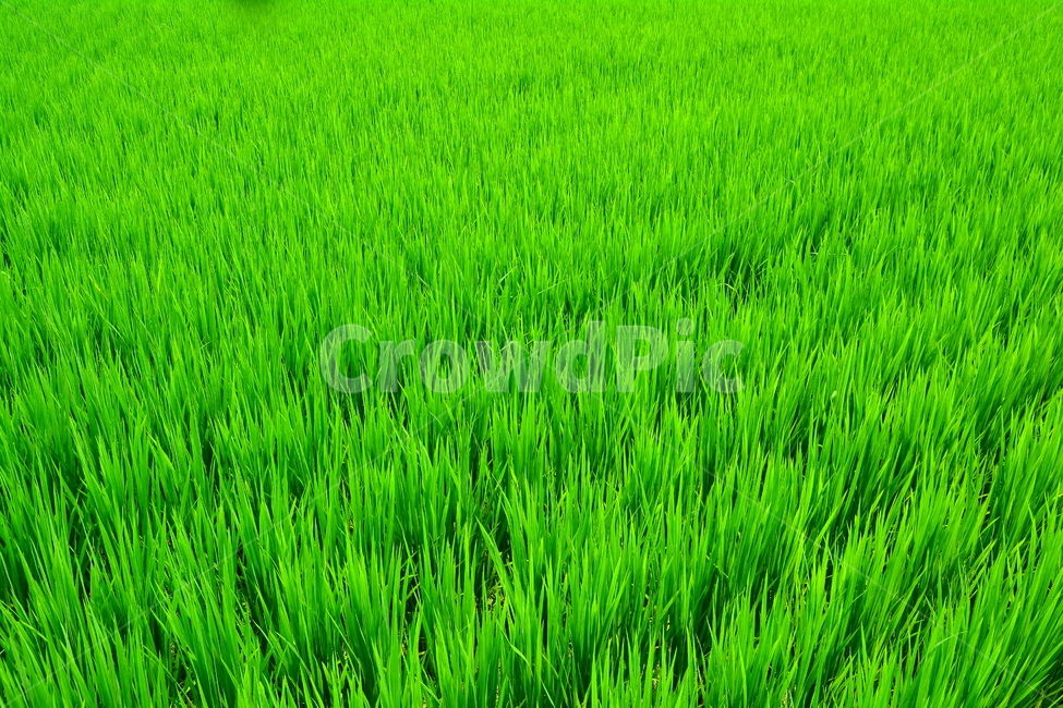 벼,벼농사,쌀,주식,쌀밥,농사,논농사,아시안,asian,rice,식물,씨앗,미곡,밥맛,초여름,신선한,시골,농촌,야외,식물,자연,plants,nature,산업,industry,industrial,농업,농사,agriculture,farming,farming industry