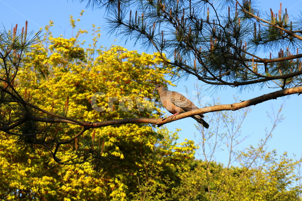 새,비둘기,산비둘기,조류,동물,나무,자연,동물,animal,조류,새,birds
