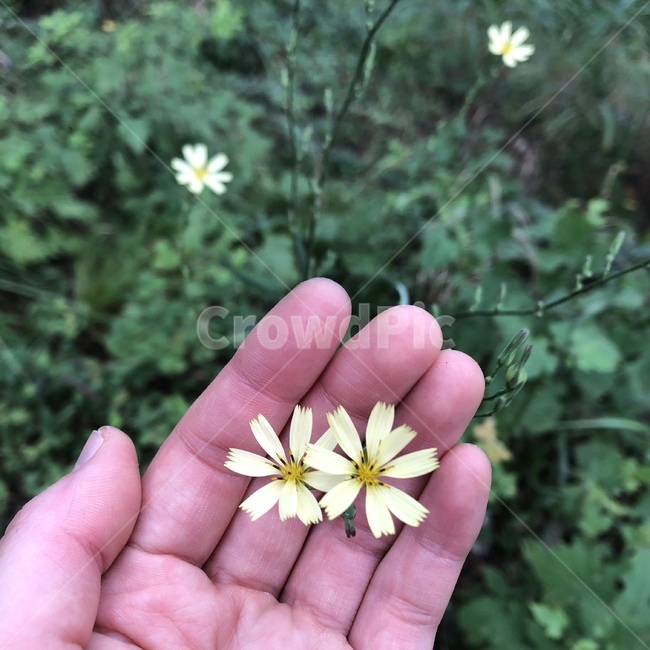 꽃,flower,소소한,야생화,손,꽃,flower,사람,인물,인간,human,person,신체일부,몸,body