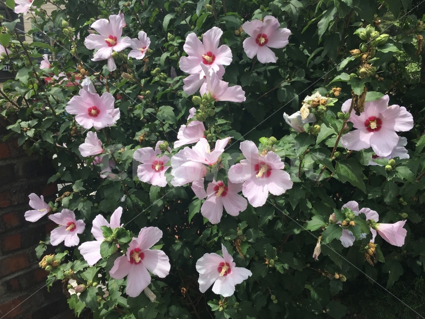 무궁화,무궁화꽃,꽃,여름,대한민국,분홍,국화,한국꽃,식물,자연,plants,nature,꽃,flower