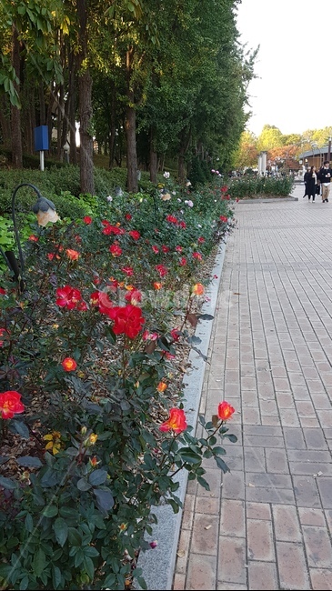 올림픽경기장,올림픽공원,가을,장미,서울나들이