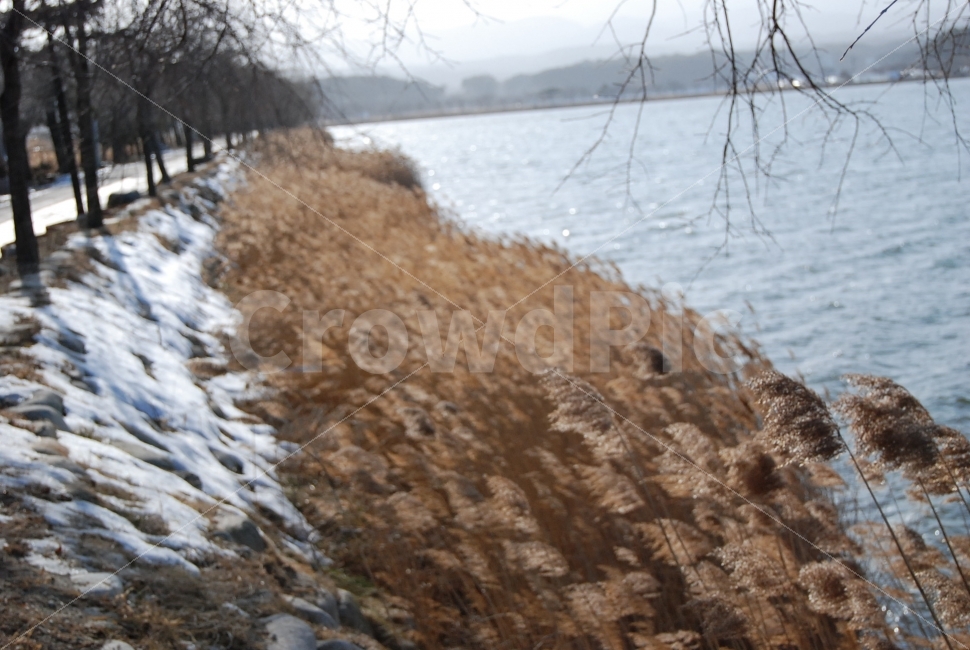 겨울,바람,갈대,오후,강변,눈,수변공원,겨울,계절,winter,season,자연,풍경,nature,landscape,plant,식물,grass,잔디,lawn