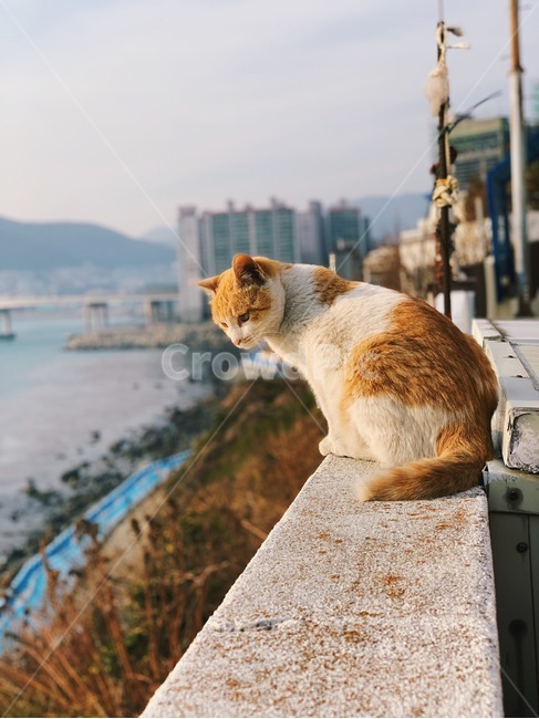 고양이,동물,감성,풍경,귀여움