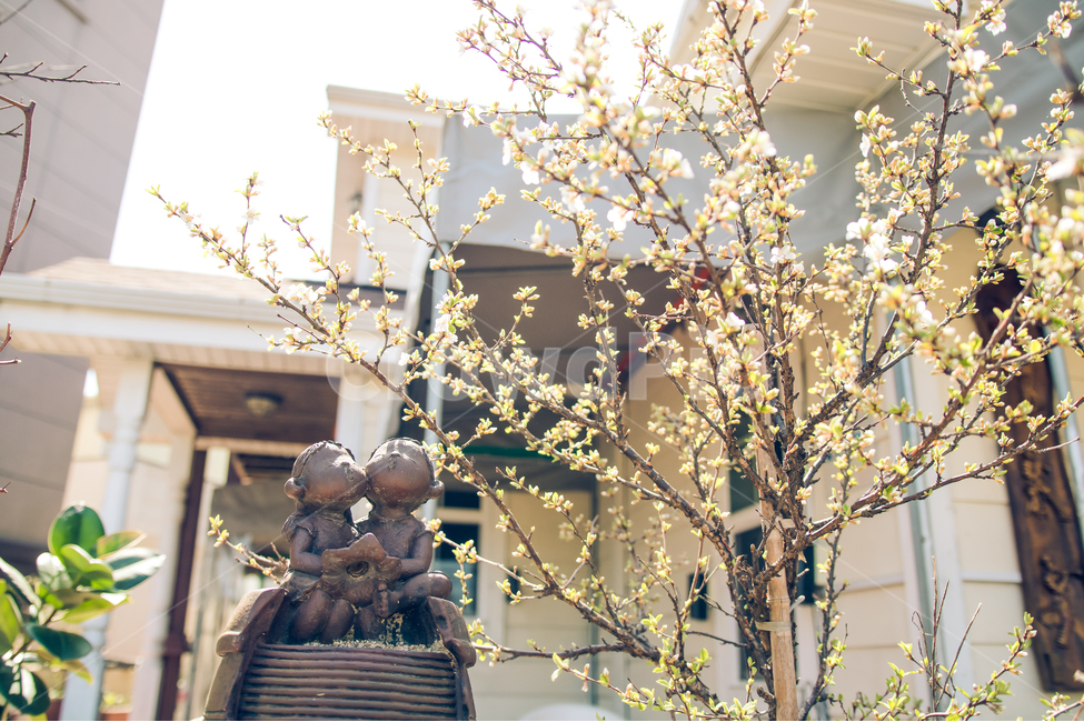 벚꽃,집,봄,꽃,햇살,사쿠라,cherry,flower,spring,sakura,봄,계절,spring,season,식물,자연,plants,nature,꽃,flower,조각상,동상,석상,조형물,statue,bronze statue,stone statue