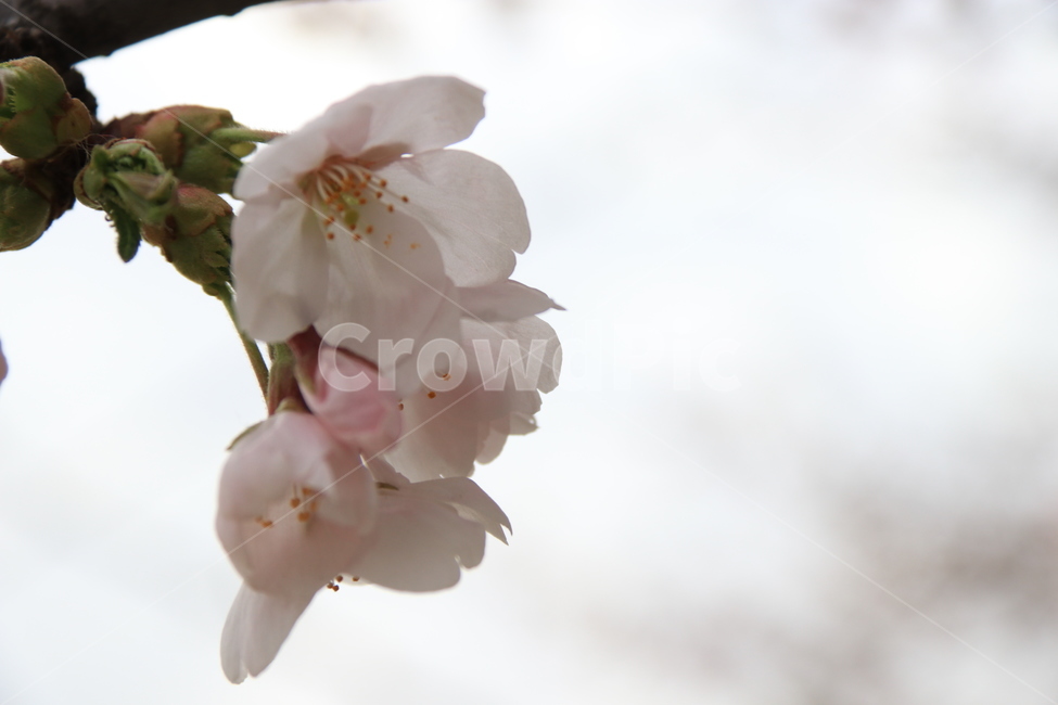 plant,식물,flower,꽃,blossom,cherryblossom,자연,벚꽃,식물,자연,plants,nature,꽃,flower