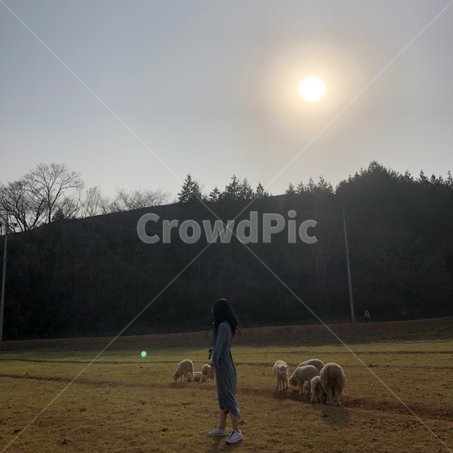 뒷모습,양,산,들판,초원,나무,목장,하늘,동물,여자,여자뒷모습,여성,봄,자연,여행,뒷태,옆태,옆모습,사람