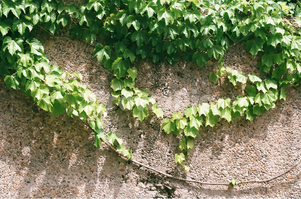 담쟁이,초록,green,벽,필름,감성,넝쿨,식물,자연,plants,nature,감성,sensible,feeling