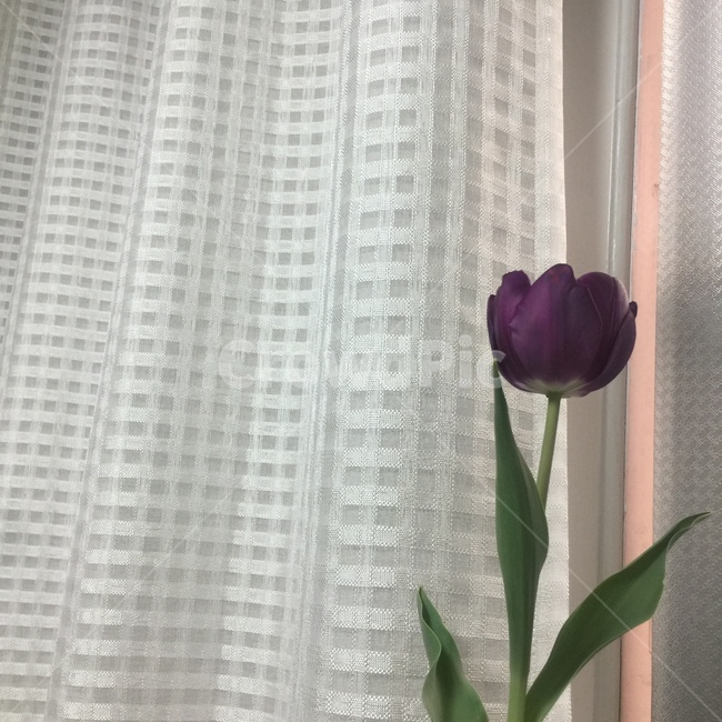 튤립,튤립한송이,보라색튤립,분위기있는,감성적인