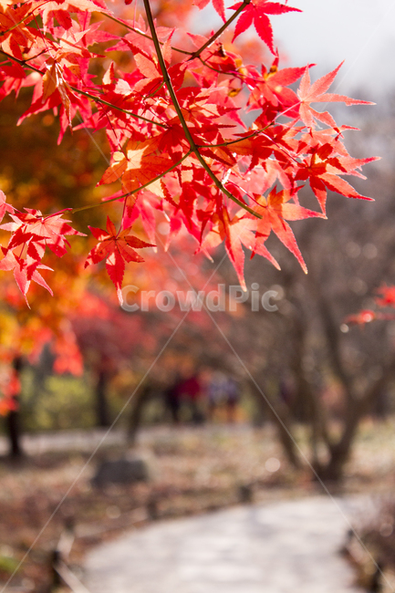 단풍,단풍잎,단풍나무,나무,식물,가을,자연,풍경,경치,숲길,산,가을,계절,fall,autumn,season,plant,leaf,잎,tree,maple