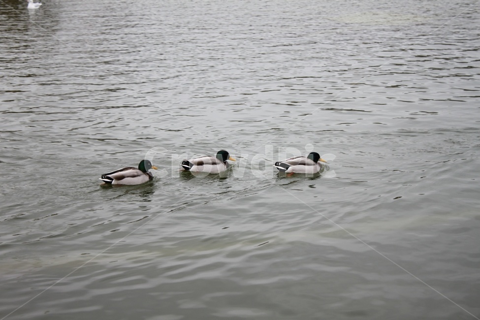 가족,동물,오리,강가,duck,family,줄서기,동물,animal,조류,새,birds