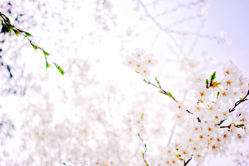 봄꽃,벚꽃,꽃,봄,감성,식물,자연,풍경,잎,배경,여백,녹색,흰색,분홍색,추상적,아름답다,계절,봄,계절,spring,season,식물,자연,plants,nature,꽃,flower,plant