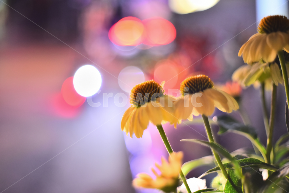 보케,감성,꽃,빛망울,화초,빛,노랑색,에키네시아,외래종,불빛,light,night,야간,flowers,yellow,feeling,emotional,sensible,분위기,느낌,필,배경,바탕,백그라운드,식물,자연,plants,nature,꽃,flower