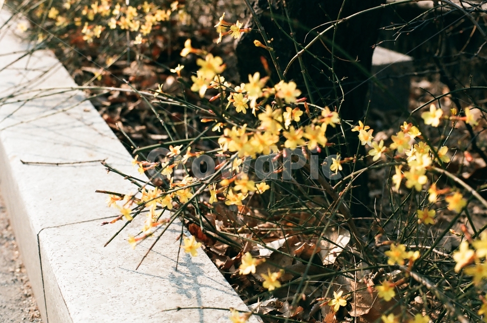 개나리,꽃,봄,flower,spring