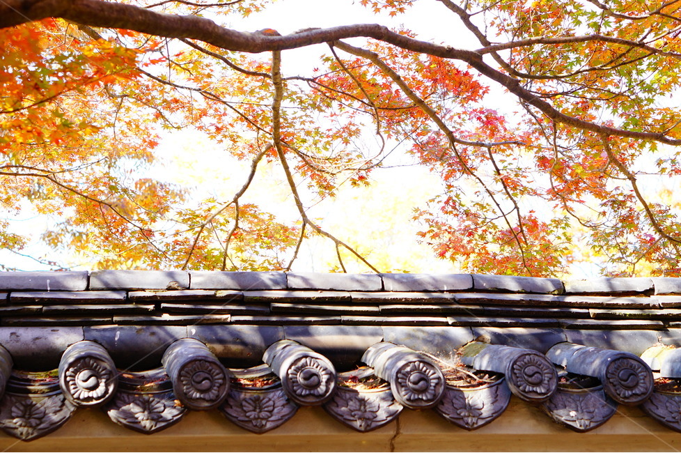 단풍,가을,풍경,빛,해,나무,가을,계절,fall,autumn,season,한국전통,한국문화,korean traditional,korean culture,식물,자연,plants,nature,나무,trees,wood,건축물,건물외관,exterior,building,structure,architecture,construction,leaf,잎,plant