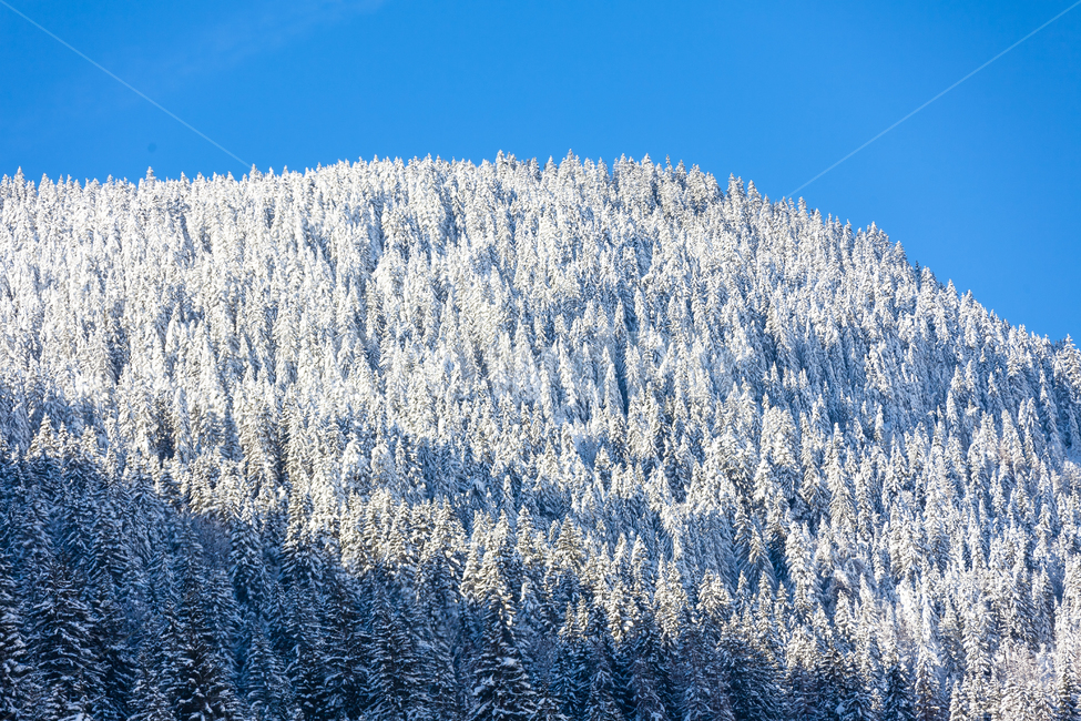 스위스,하늘,겨울,산,눈덮인,눈,숲,겨울,계절,winter,season,자연,풍경,nature,landscape,해외,외국,세계,foreign,oversea,world,세계자연풍경,해외자연풍경,외국자연풍경,world nature landscape,tree,나무,plant,식물,outdoors,옥외,abies,아비,fir,전나무,ice,빙