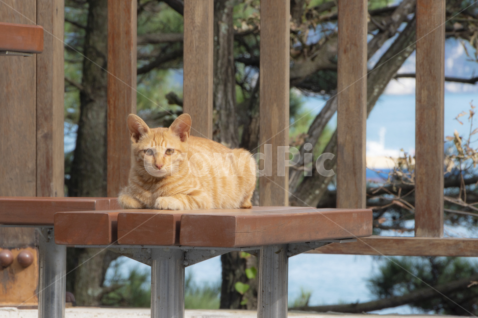 정자,고양이,동물,노란색,나들이,야외,테라스,동물,animal,포유류,mammal,고양이,cat,kitten,kitty