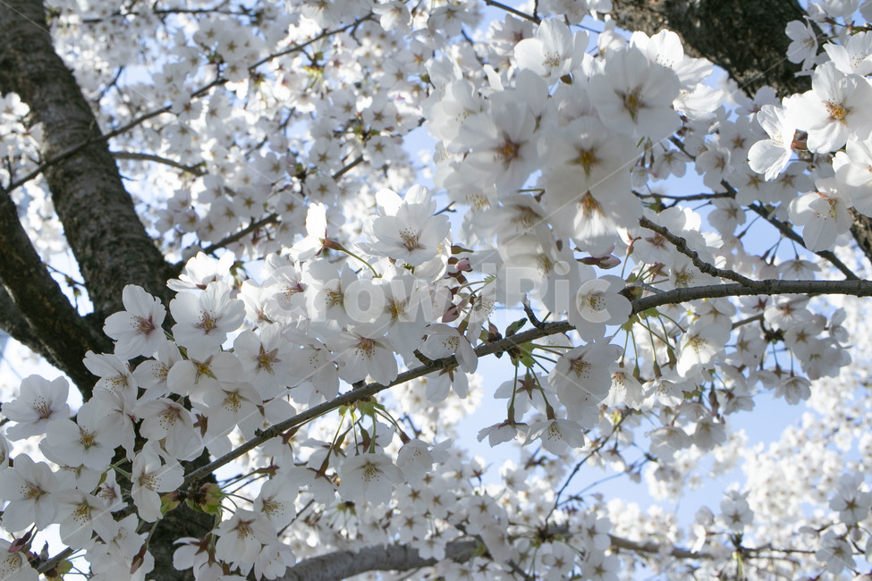 plant,식물,blossom,꽃,flower,봄,벚꽃