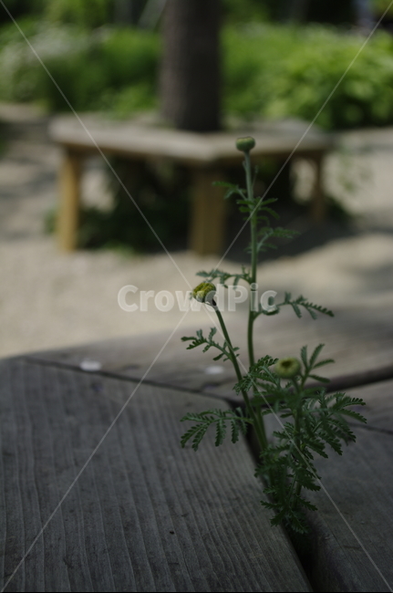 식물,plant,계절,봄,spring,의자,잎,식물,자연,plants,nature