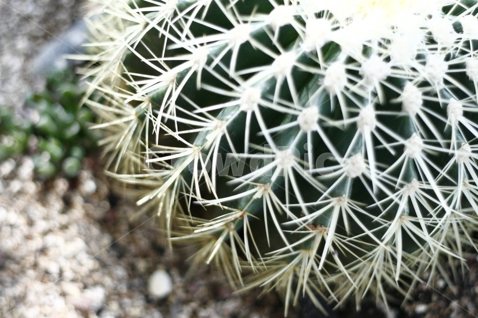 plant,식물,cactus,선인장,가시,식물,자연,plants,nature