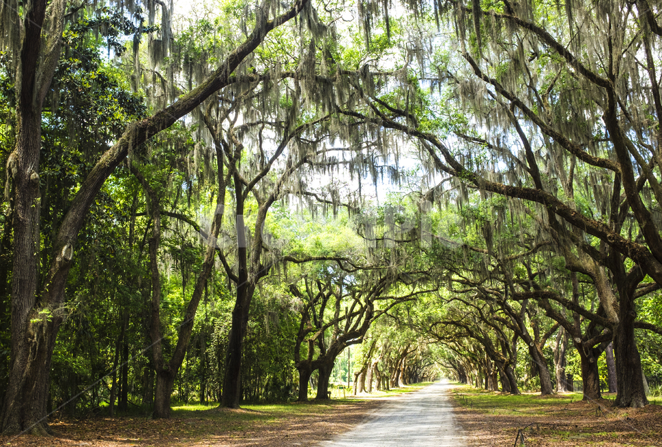 나무,plant,식물,도로,잔디,나뭇길,통로,미국,시골,자연,풍경,배경,green,tree,road,fresh,usa