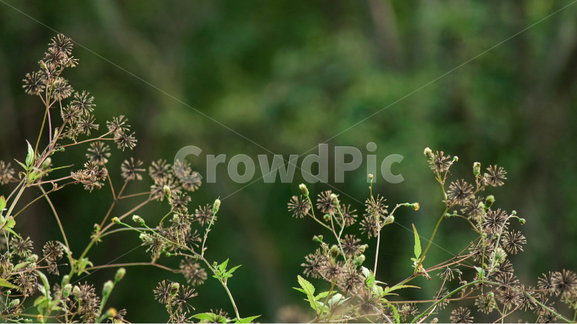 들꽃,산,숲,풀,여름,flower,녹색,green,mountain,forest,grass,식물,자연,plants,nature