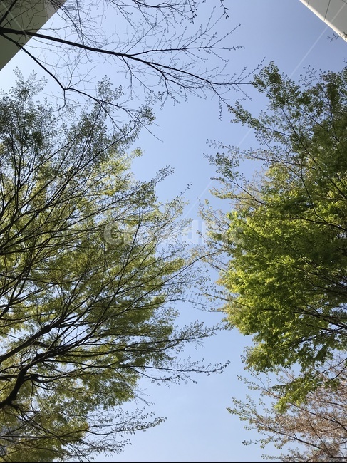 가로수,나무,잎사귀,푸른하늘,하늘,가로수길,나뭇가지,푸른,초록,초록색,푸른색,파란색,푸릇푸릇,봄