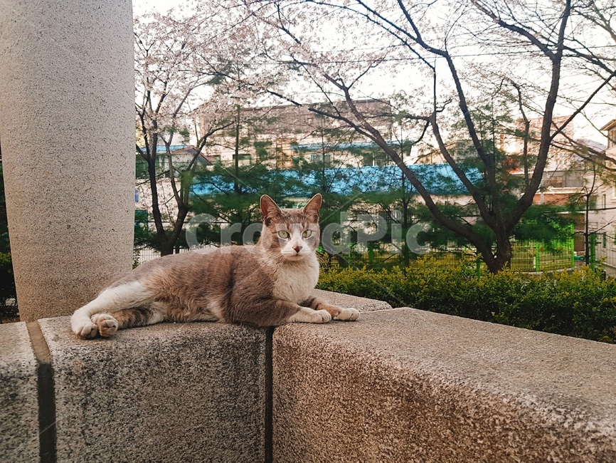 고양이,동물,animal,cat,회색고양이,길냥이,길고양이,공원,휴식,동물,animal,포유류,mammal,고양이,cat,kitten,kitty