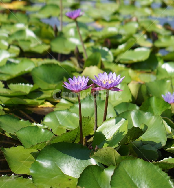 꽃,연못,보라색꽃,꽃잎,봄꽃