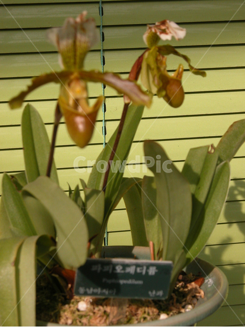 관상,화초,화분,식물원,꽃,식물,자연,plants,nature,꽃,flower