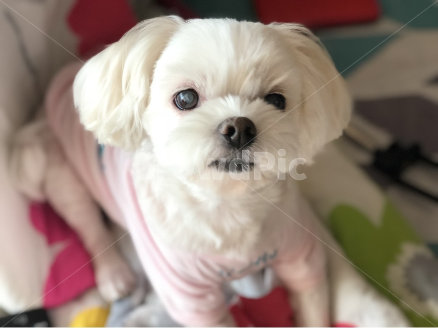 강아지,말티즈,dog,pet,animal,poppy,cutty,cute,doggy,동물,animal,포유류,mammal,개,강아지,dog,doggy