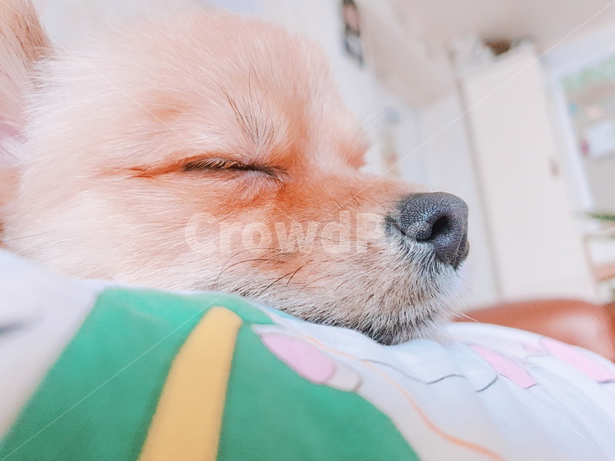 포메라니안,강아지,꿀잠,애완견,강아지자는중,동물,animal,포유류,mammal,개,강아지,dog,doggy