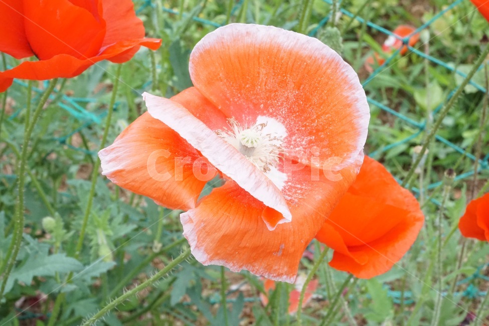 plant,식물,flower,꽃,자연,식물,자연,plants,nature,꽃,flower