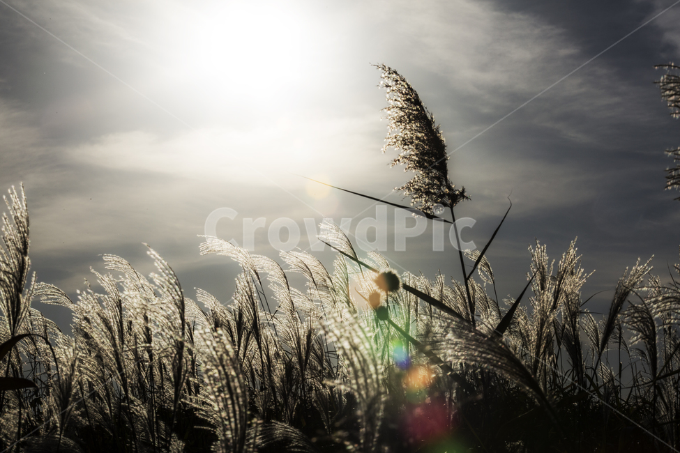 plant,식물,grass,lawn,잔디,reed,갈대,저녁,하늘,하늘공원,공원,sky,park,sun,태양,가을,계절,fall,autumn,season