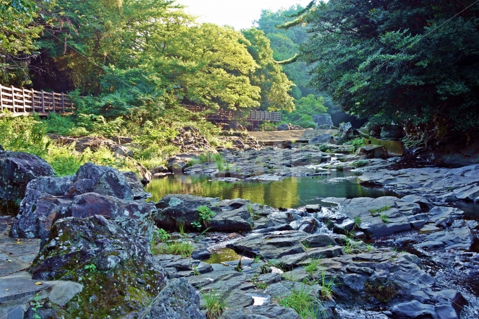 제주도,상록수림,안덕계곡,몰,바위,돌,하천,제주,나무,숲,햇살,아침,자연,풍경,nature,landscape,제주도,jeju,jeju island,water,물,outdoors,옥외,stream,흐름,creek,작은 만