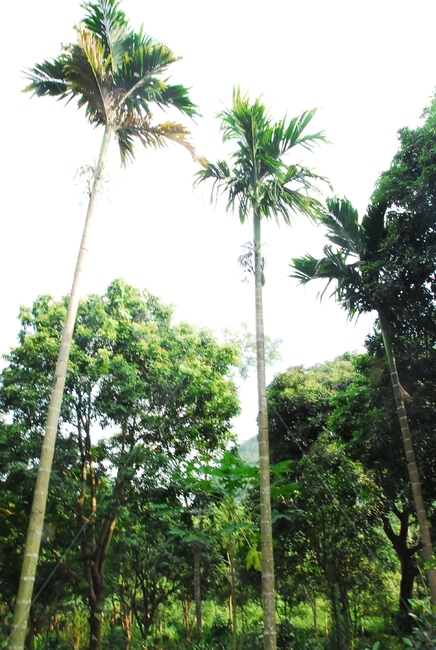 outdoors,옥외,garden,정원,coconut,jungle,nature,자연,숲,코코넛,시골,countryside