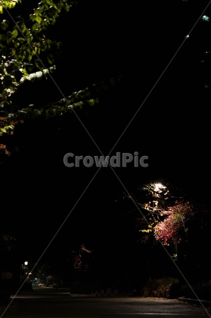계절,겨울,자연,조화,등,야경,밤,풍경,nightscape,night,landscape,flare,플레어,light,빛