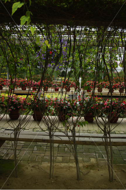 식물,나무,plant,잎,tree,식물,자연,plants,nature,꽃,flower